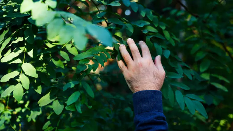 Why repairing forests is not just about planting trees