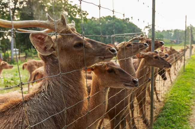 A group of deer standing behind a wire fence in an outdoor enclosure. The deer are close to the fence, with lush green trees and sunlight in the background.