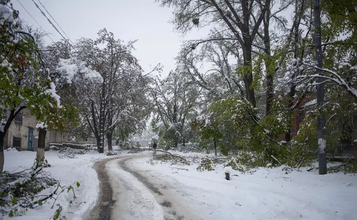 Winter Tree Damage: How to Prevent, Recognize & Fix It