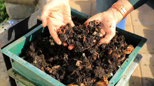 How to Use Worm Castings in Your Garden