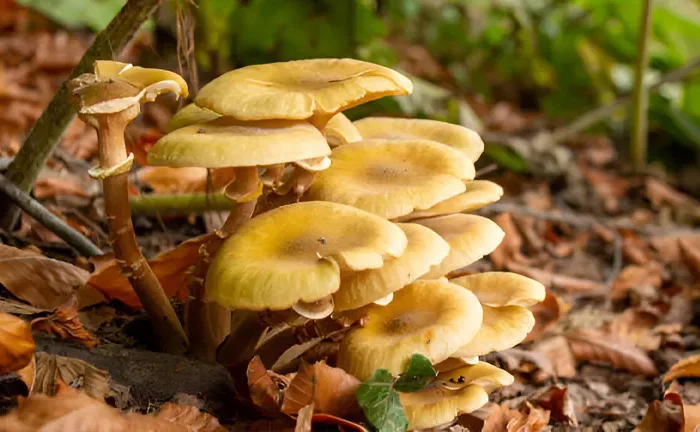 Farming Exotic Mushrooms in the Forest