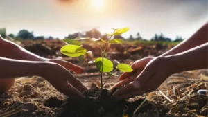 Forest Conservation: Cultivating Young Foresters through Youth Programs and Activism