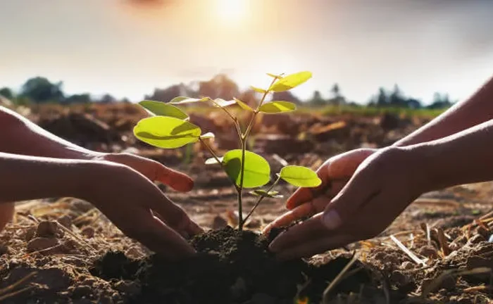 Forest Conservation: Cultivating Young Foresters through Youth Programs and Activism