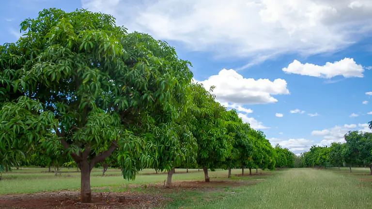 How to Grow a Mango Tree from Seed