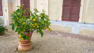 How to Grow a Lemon Tree from Seed