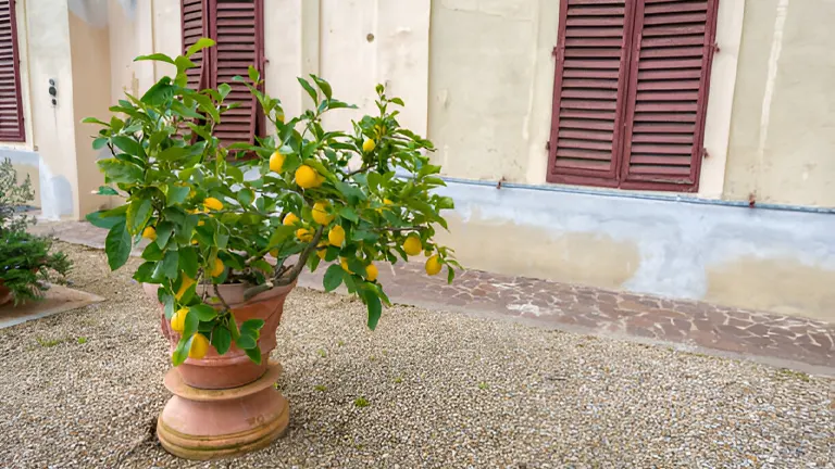 How to Grow a Lemon Tree from Seed: A Step-by-Step Guide for Beginners