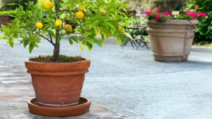 How to Grow Fruit Trees in Containers