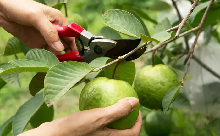 How to Prune Fruit Trees