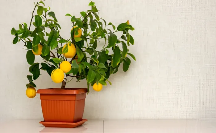 How Long for Lemon Trees to Bear Fruit From Seed