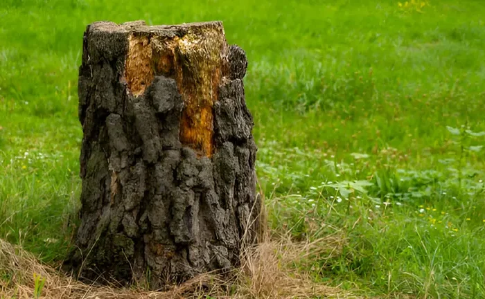 How to Kill a Tree Stump Fast: Quick and Effective Methods