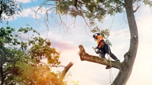 Certified Arborist: How to Start Your Career