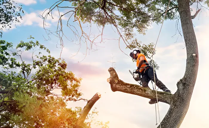 How to Use a Chainsaw Safety for Forestry Work