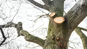 What is Tree Surgery & What do our Tree Surgeons do