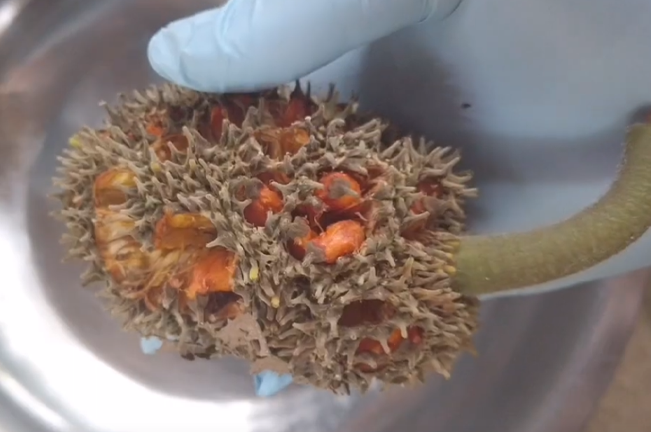 A close-up view of a Tipolo tree fruit held by a gloved hand, displaying its spiky, rough exterior and vibrant orange flesh peeking through. 