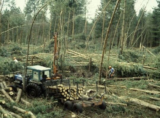 Logging operation in a forest, illustrating timber harvest as part of investment.