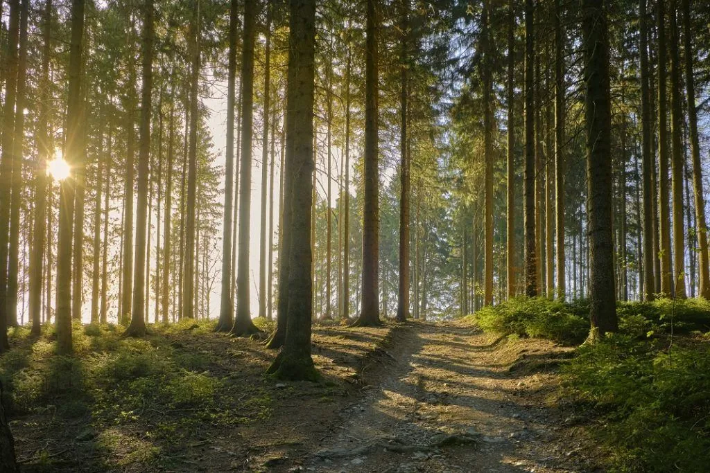 Sunlight filtering through dense pine forest, representing timber investment potential.