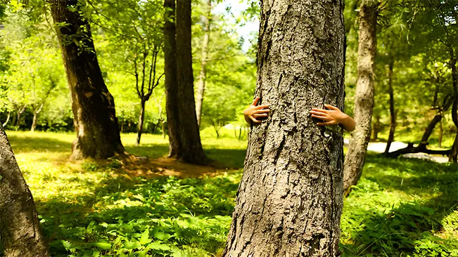 How Can We Protect Trees