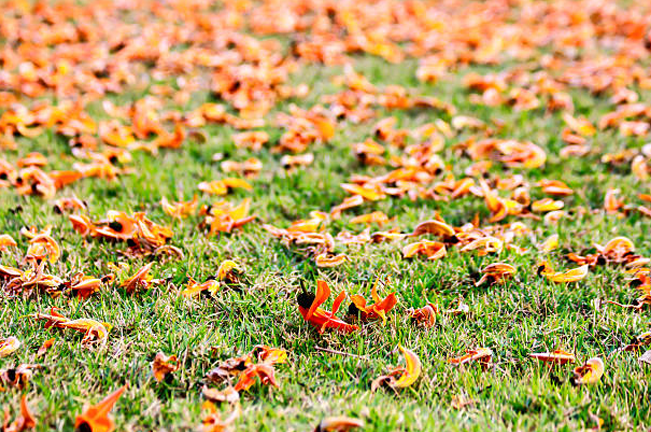 A vibrant display of fallen orange Dapdap flowers (Erythrina variegata) scattered across a green grassy field, creating a striking contrast of colors, symbolizing the change of seasons.