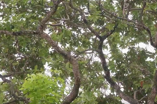 A view of a Lipote tree’s sprawling branches covered in dense green leaves. The curved branches create a natural canopy, with sunlight filtering through the foliage.