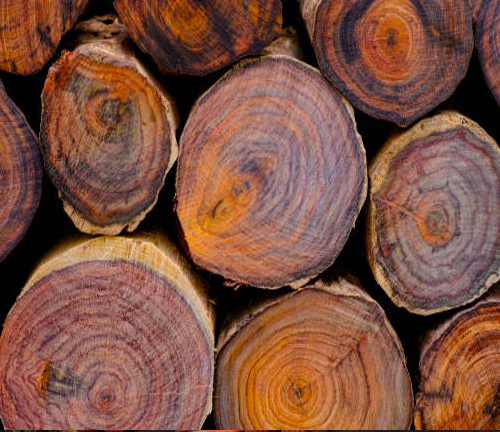 Close-up view of stacked logs showing vibrant growth rings and unique wood grain patterns, highlighting the natural beauty and texture of timber, likely prepared for processing or export.