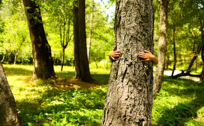 How Can We Protect Trees: Essential Tips for Conservation