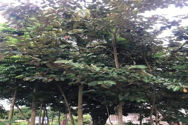 A tall Bayok tree with multiple slender trunks and broad green leaves, standing in a tropical environment with other trees visible in the background.