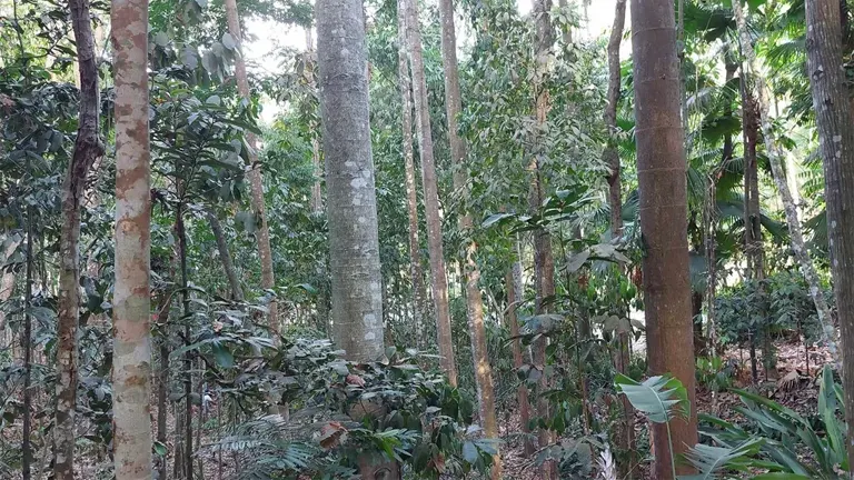 Dense forest with tall Philippine Liptong Trees, featuring smooth trunks and lush green foliage.