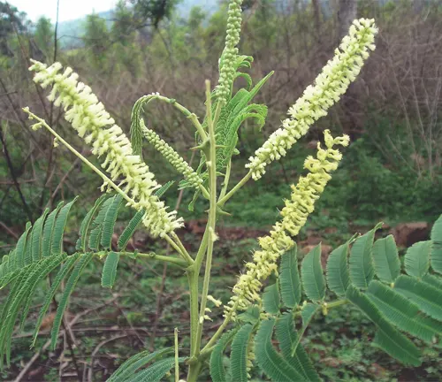 Acacia Senegal plant with elongated white flower spikes and fern-like leaves.