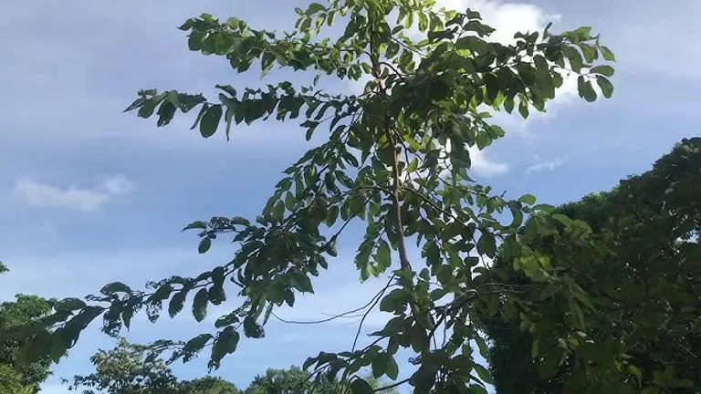 Young Philippine Bagras Tree with green foliage against a clear sky.