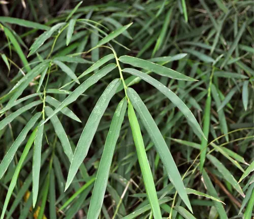 Close-up of Thyrsostachys Siamensis leaves, slender and lance-shaped, in vibrant green.