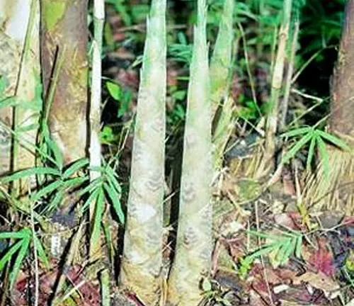 Close-up of young Thyrsostachys Oliveri bamboo shoots emerging from the ground.