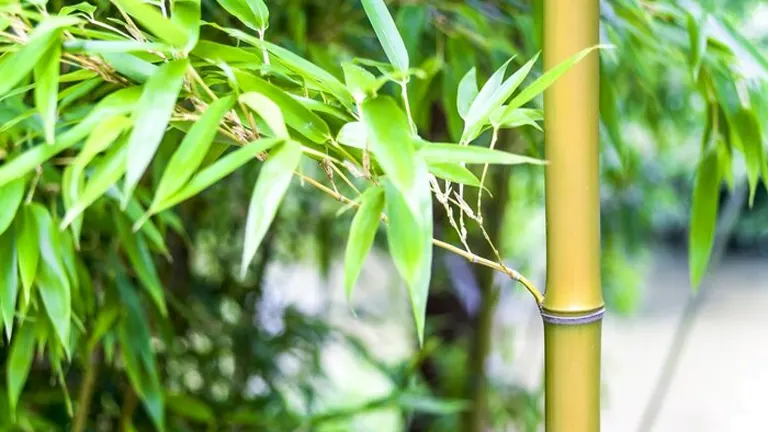 Close-up of Monastery Bamboo Tree with vibrant green leaves and a smooth, yellow-green stem.