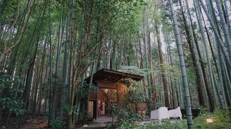 Small wooden structure surrounded by tall Monastery Bamboo Trees in a dense forest setting.