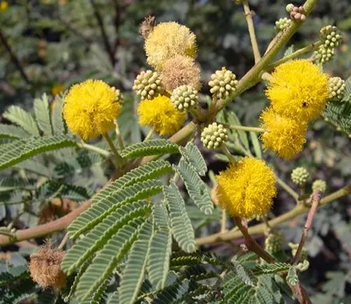 Acacia Nilotica with bright yellow, round flower clusters and fern-like leaves.