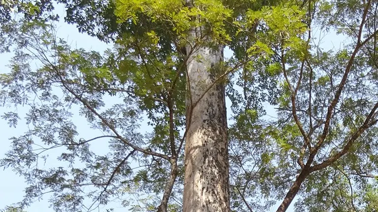 Tall Philippine Apitong Tree with rough bark and dense green foliage.