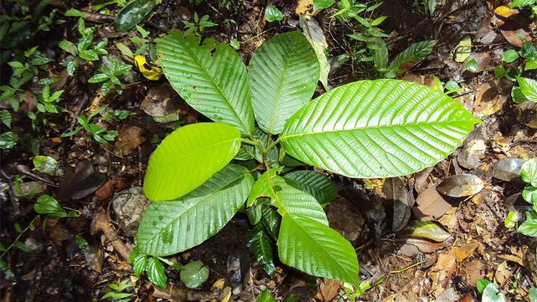 Young Philippine Apitong Tree with glossy, veined leaves.