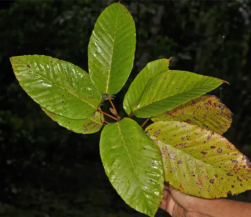 Shiny green leaves of Dipterocarpus grandiflorus.