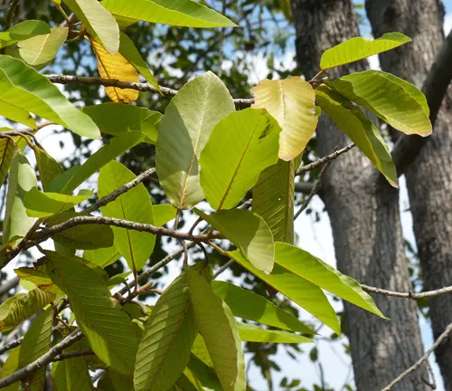 Green leaves of Dipterocarpus alatus on tree branches.