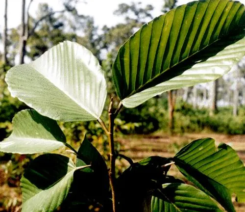 Large veined leaves of Dipterocarpus turbinatus.