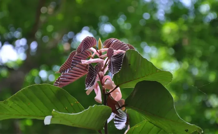 Philippine Apitong Tree