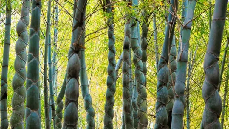 Tortoise Shell Bamboo Tree with unique, tortoiseshell-patterned stems in a dense bamboo grove.