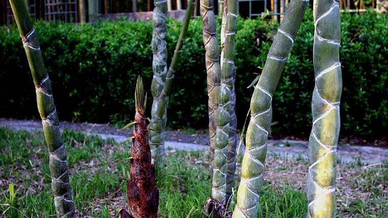 Tortoise Shell Bamboo Tree