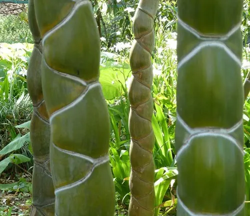 Close-up of Phyllostachys edulis (Moso Bamboo) with distinct, segmented stems.