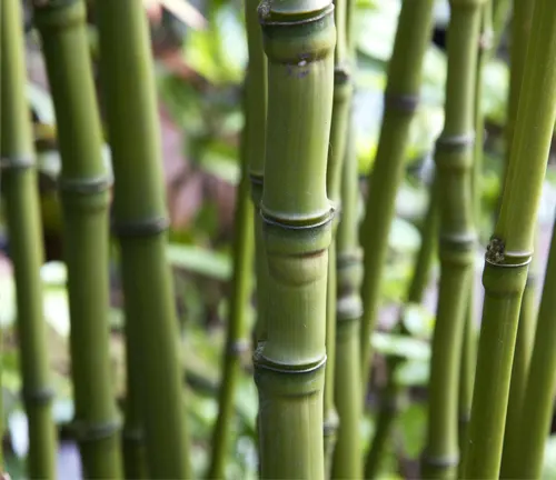 Close-up of Phyllostachys aurea (Golden Bamboo) with smooth, green stems and prominent nodes.