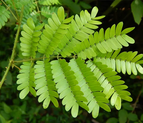 Close-up of Acacia Senegal's bright green, fern-like leaves.