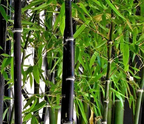 Close-up of Phyllostachys nigra (Black Bamboo) with dark stems and green leaves.