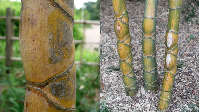 Close-up of Tortoise Shell Bamboo Tree with distinct, tortoiseshell-patterned stems.