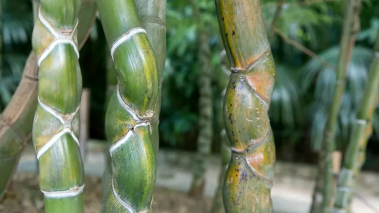 Close-up of Tortoise Shell Bamboo Tree stems with unique tortoiseshell patterns.