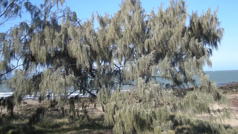 Philippine Agoho Tree