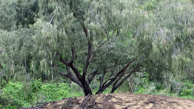 Philippine Agoho Tree with slender branches and needle-like foliage growing on sandy soil.